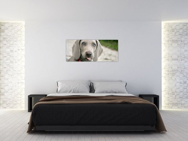 Slika - štene Weimaranera (120x50 cm)