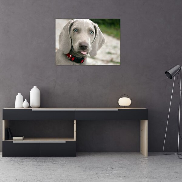 Slika - štene Weimaranera (70x50 cm)