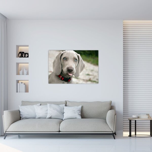 Slika - štene Weimaranera (90x60 cm)
