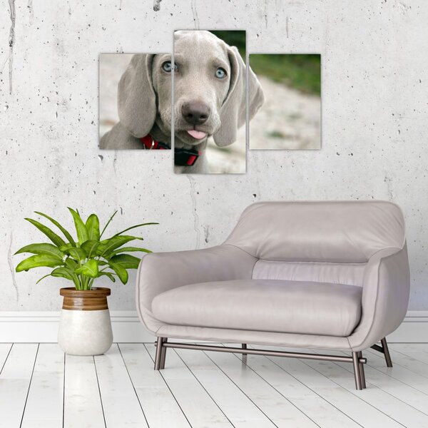 Slika - štene Weimaranera (90x60 cm)