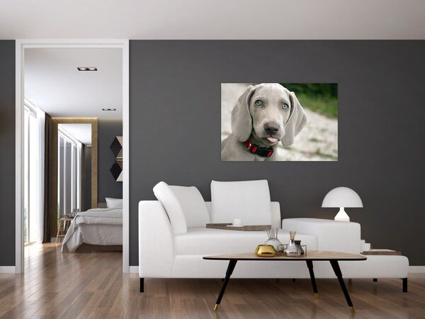 Slika - štene Weimaranera (90x60 cm)