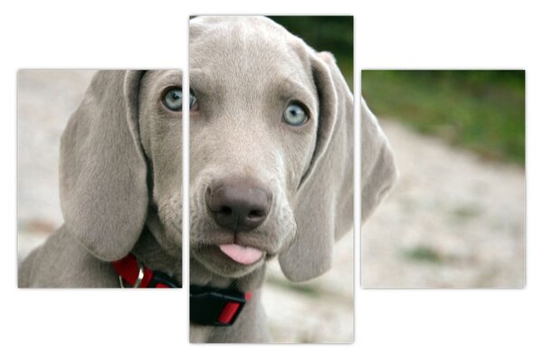 Slika - štene Weimaranera (90x60 cm)