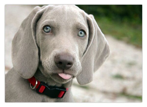 Slika - štene Weimaranera (70x50 cm)