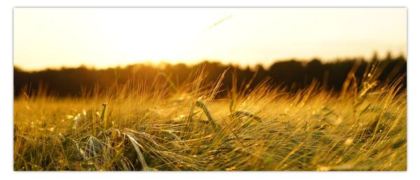 Slika rosne trave (120x50 cm)