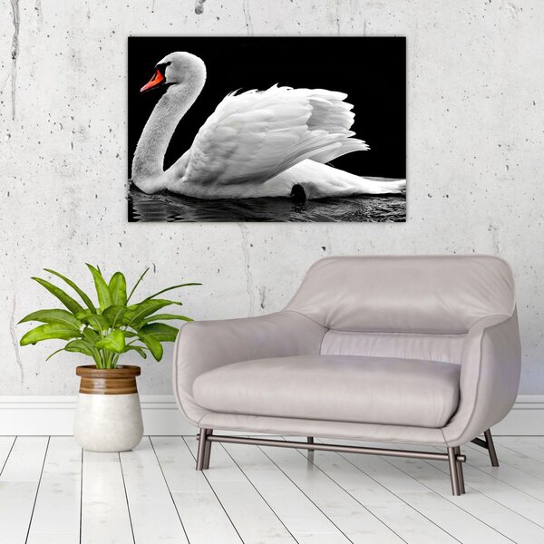 Slika crno-bijelog labuda (90x60 cm)