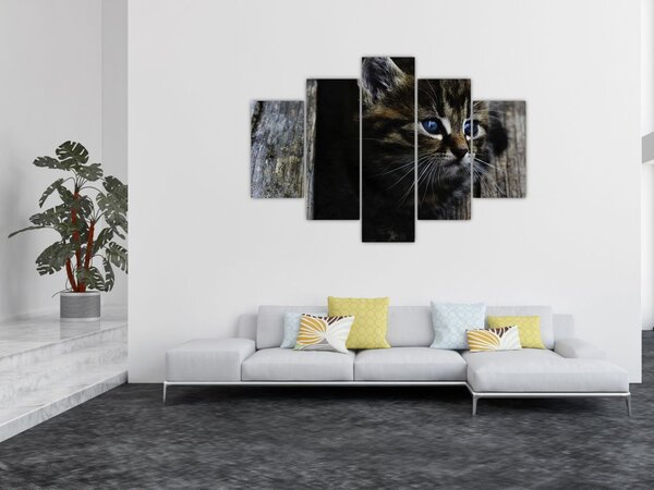 Slika mačića (150x105 cm)