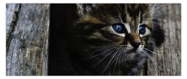 Slika mačića (120x50 cm)