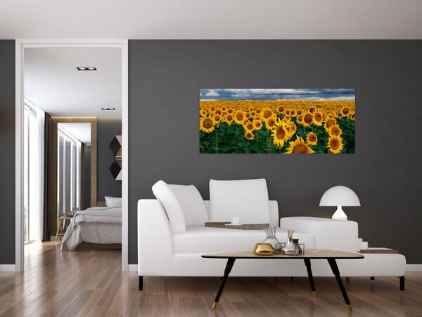 Slika polja suncokreta (120x50 cm)