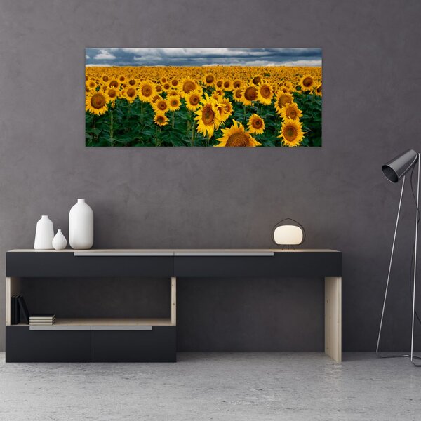 Slika polja suncokreta (120x50 cm)
