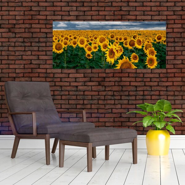 Slika polja suncokreta (120x50 cm)