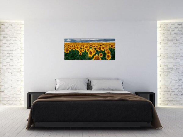 Slika polja suncokreta (120x50 cm)