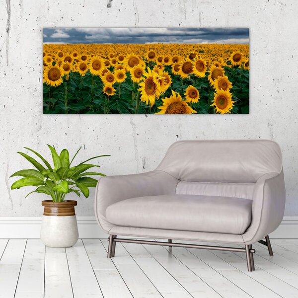 Slika polja suncokreta (120x50 cm)