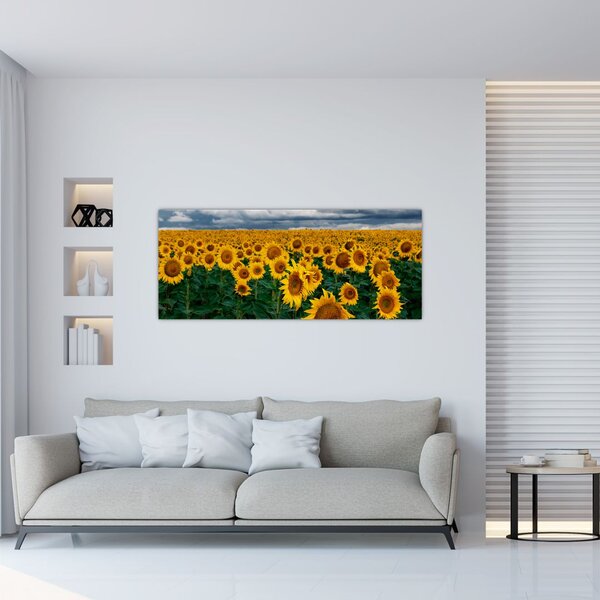 Slika polja suncokreta (120x50 cm)