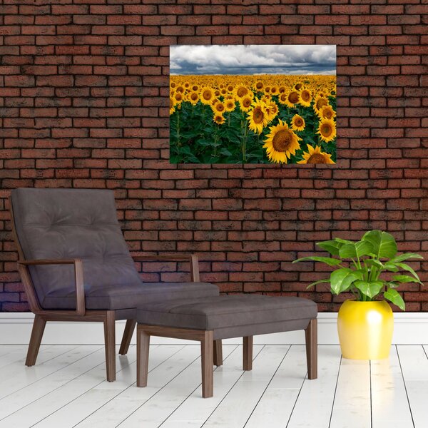 Slika polja suncokreta (70x50 cm)