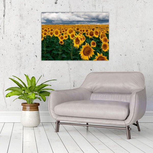 Slika polja suncokreta (70x50 cm)