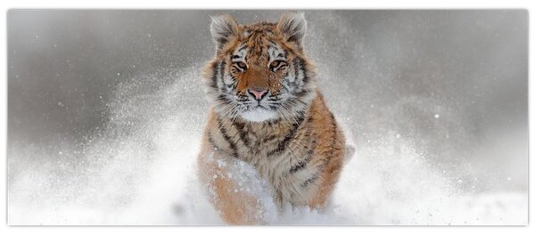 Slika tigra koji trči u snijegu (120x50 cm)