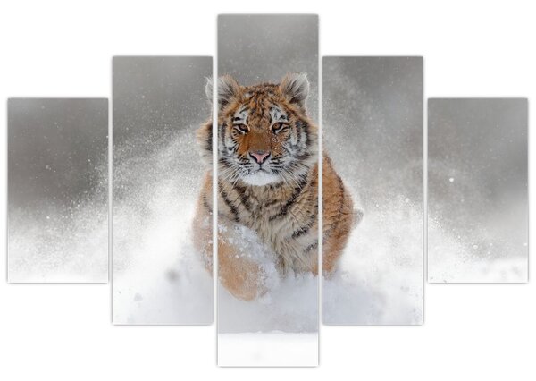 Slika tigra koji trči u snijegu (150x105 cm)