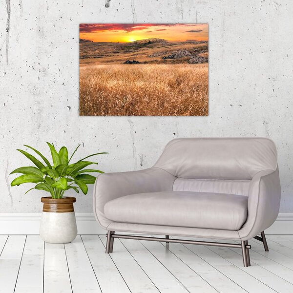 Slika polja (70x50 cm)