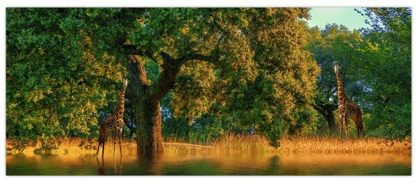 Slika žirafe u divljini (120x50 cm)