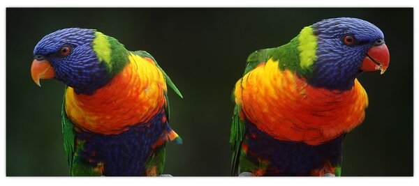 Slika papiga (120x50 cm)