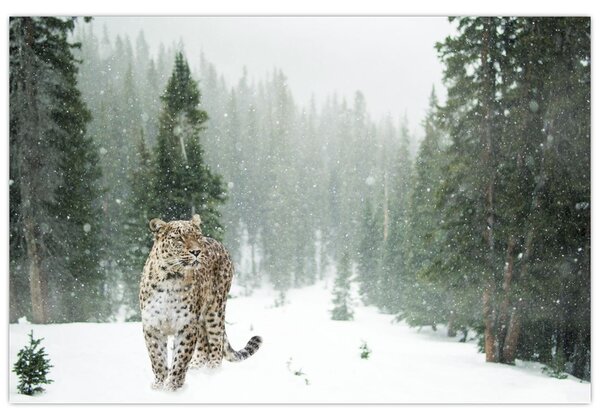 Slika leoparda u snijegu (90x60 cm)