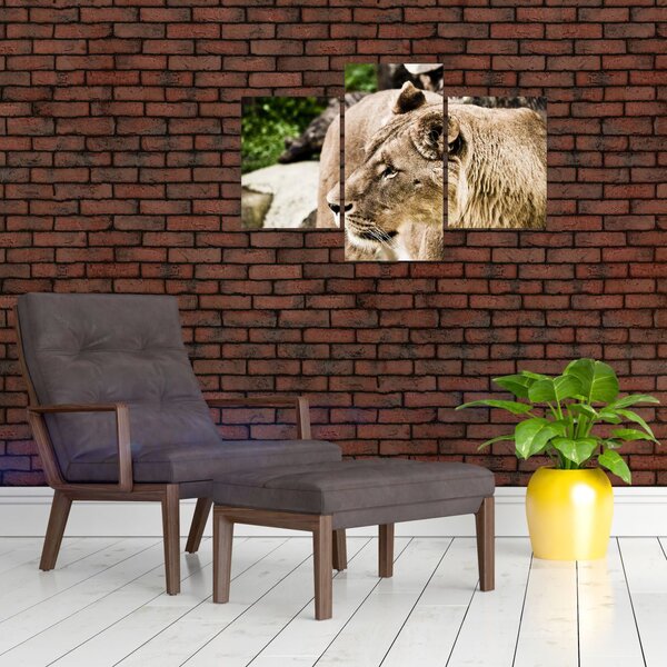 Slika lavice (90x60 cm)