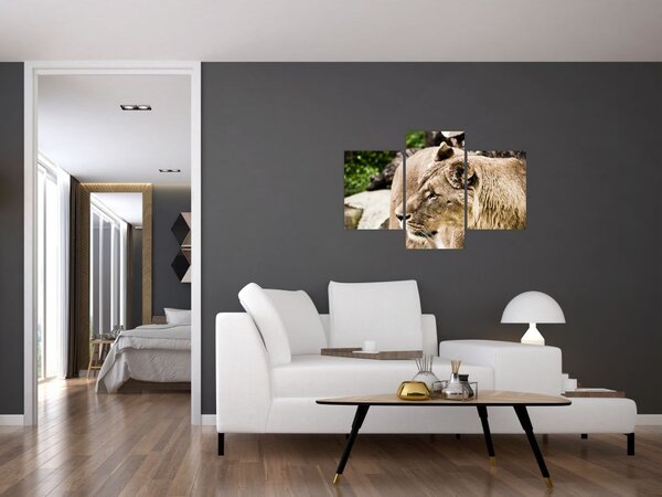 Slika lavice (90x60 cm)