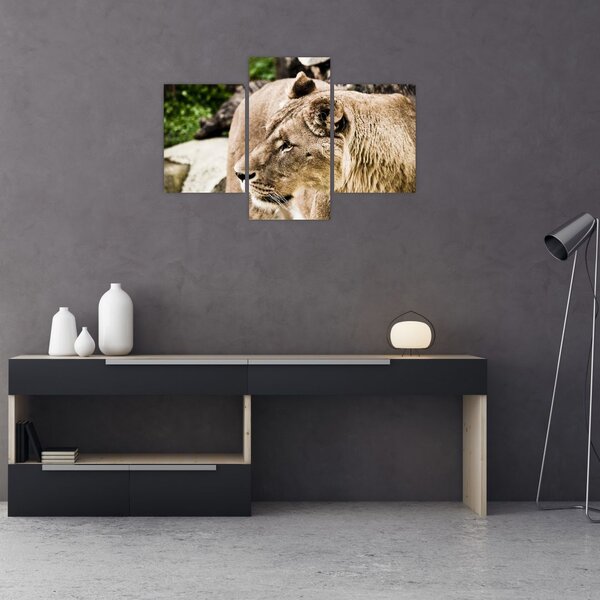 Slika lavice (90x60 cm)
