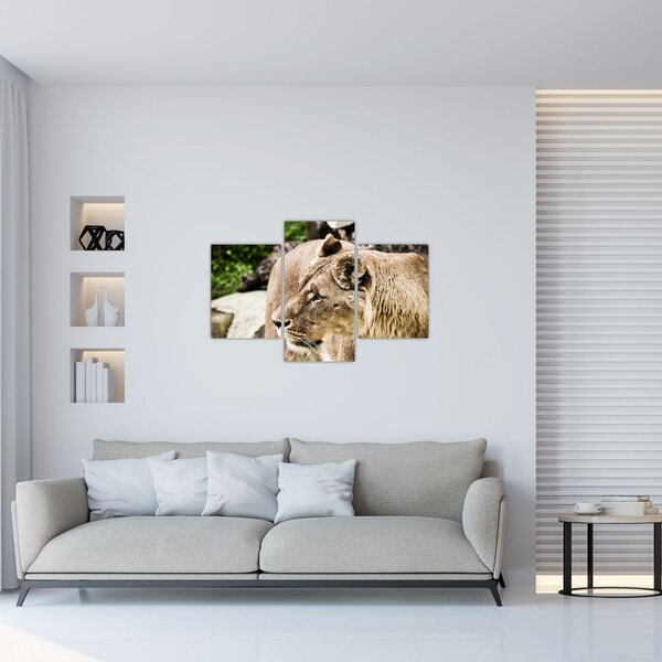 Slika lavice (90x60 cm)