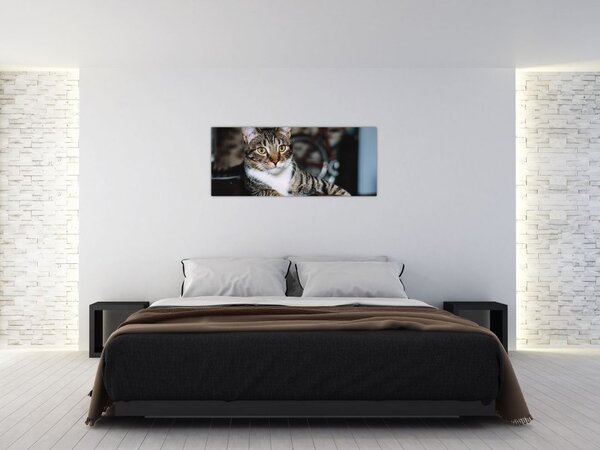 Slika mačke (120x50 cm)