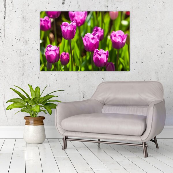 Slika tulipana na livadi (90x60 cm)