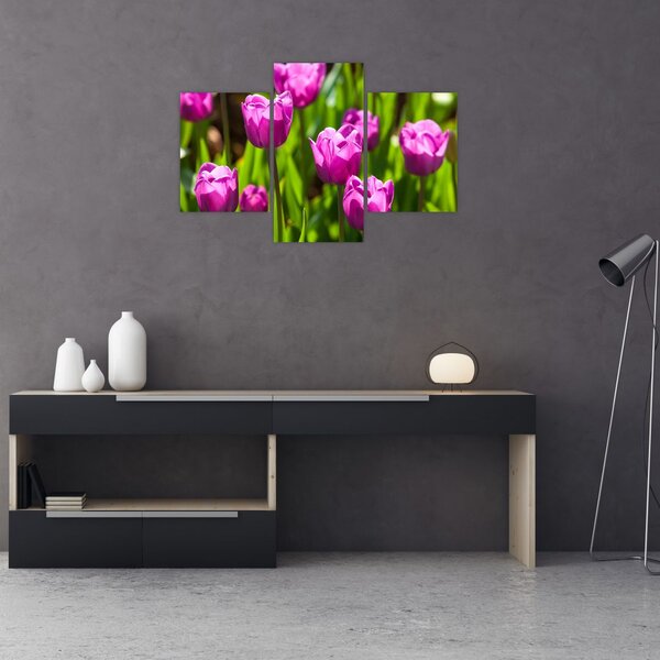 Slika tulipana na livadi (90x60 cm)