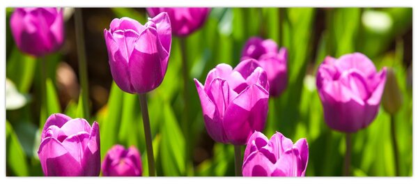 Slika tulipana na livadi (120x50 cm)