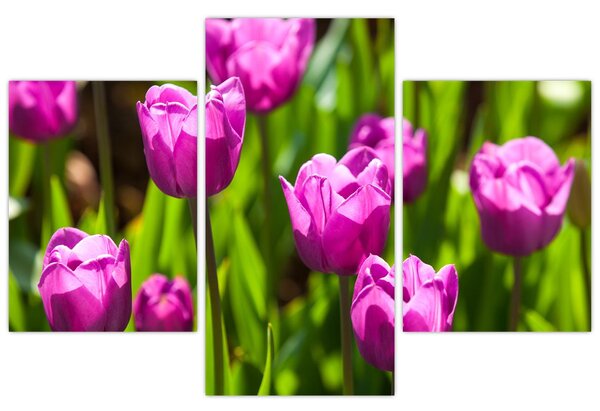 Slika tulipana na livadi (90x60 cm)