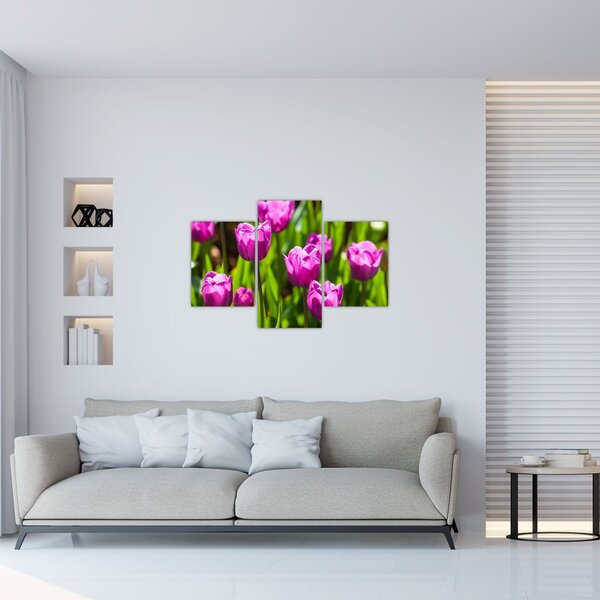 Slika tulipana na livadi (90x60 cm)