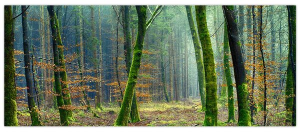 Slika šume (120x50 cm)