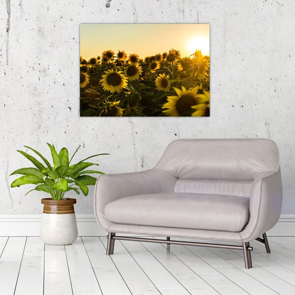 Slika polja suncokreta (70x50 cm)