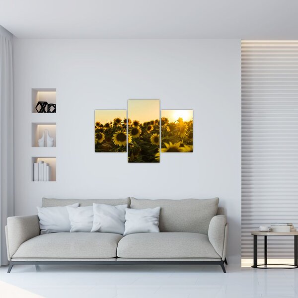 Slika polja suncokreta (90x60 cm)