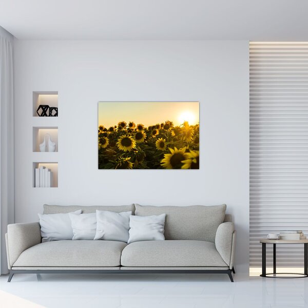 Slika polja suncokreta (90x60 cm)