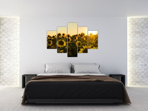 Slika polja suncokreta (150x105 cm)