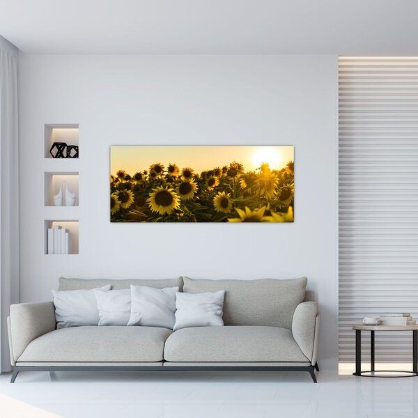 Slika polja suncokreta (120x50 cm)