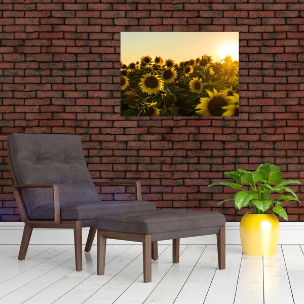 Slika polja suncokreta (70x50 cm)