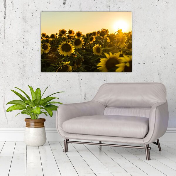 Slika polja suncokreta (90x60 cm)