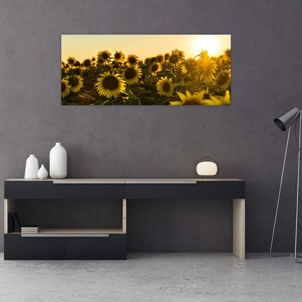 Slika polja suncokreta (120x50 cm)