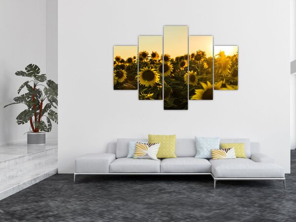 Slika polja suncokreta (150x105 cm)