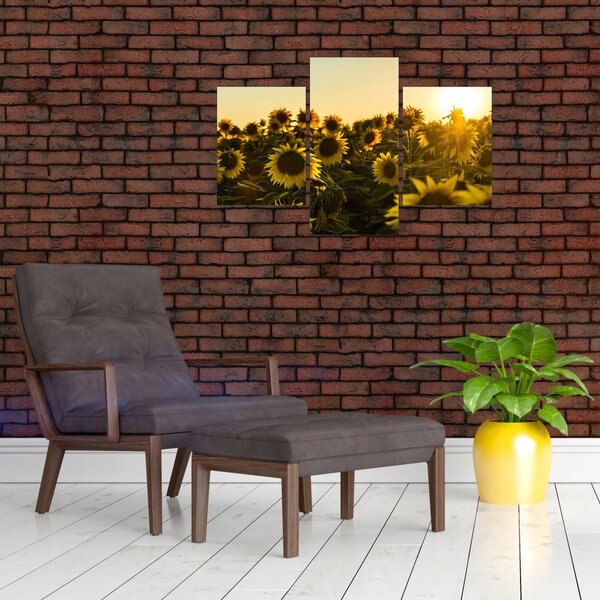 Slika polja suncokreta (90x60 cm)