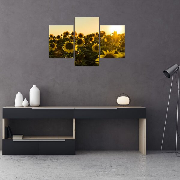 Slika polja suncokreta (90x60 cm)