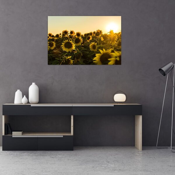 Slika polja suncokreta (90x60 cm)