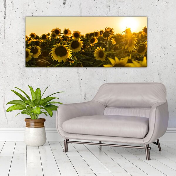 Slika polja suncokreta (120x50 cm)