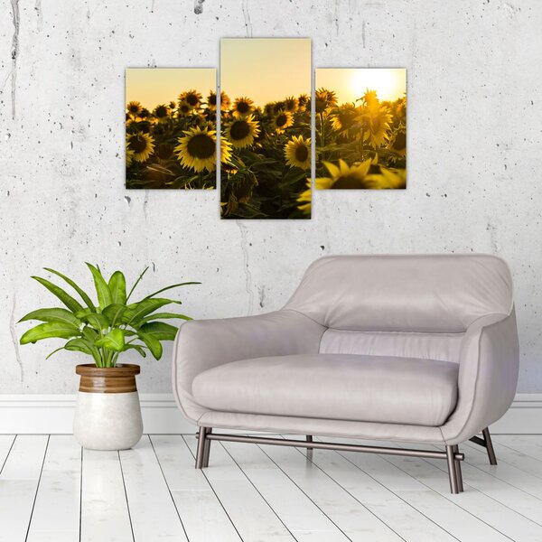 Slika polja suncokreta (90x60 cm)